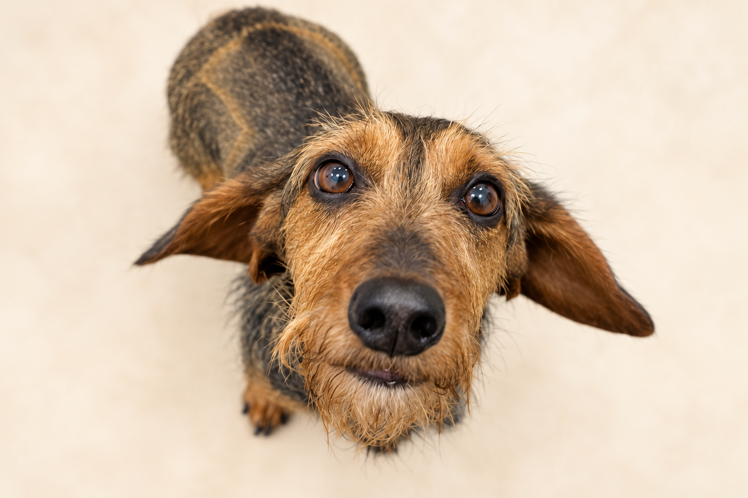 Wire-haired dachshund looking up at the camera