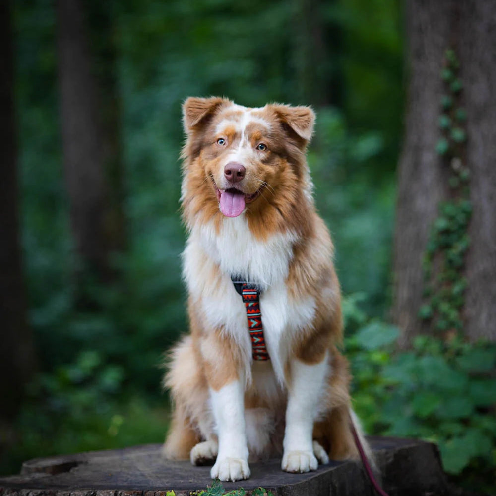 POLAR NIGHT HARNESS