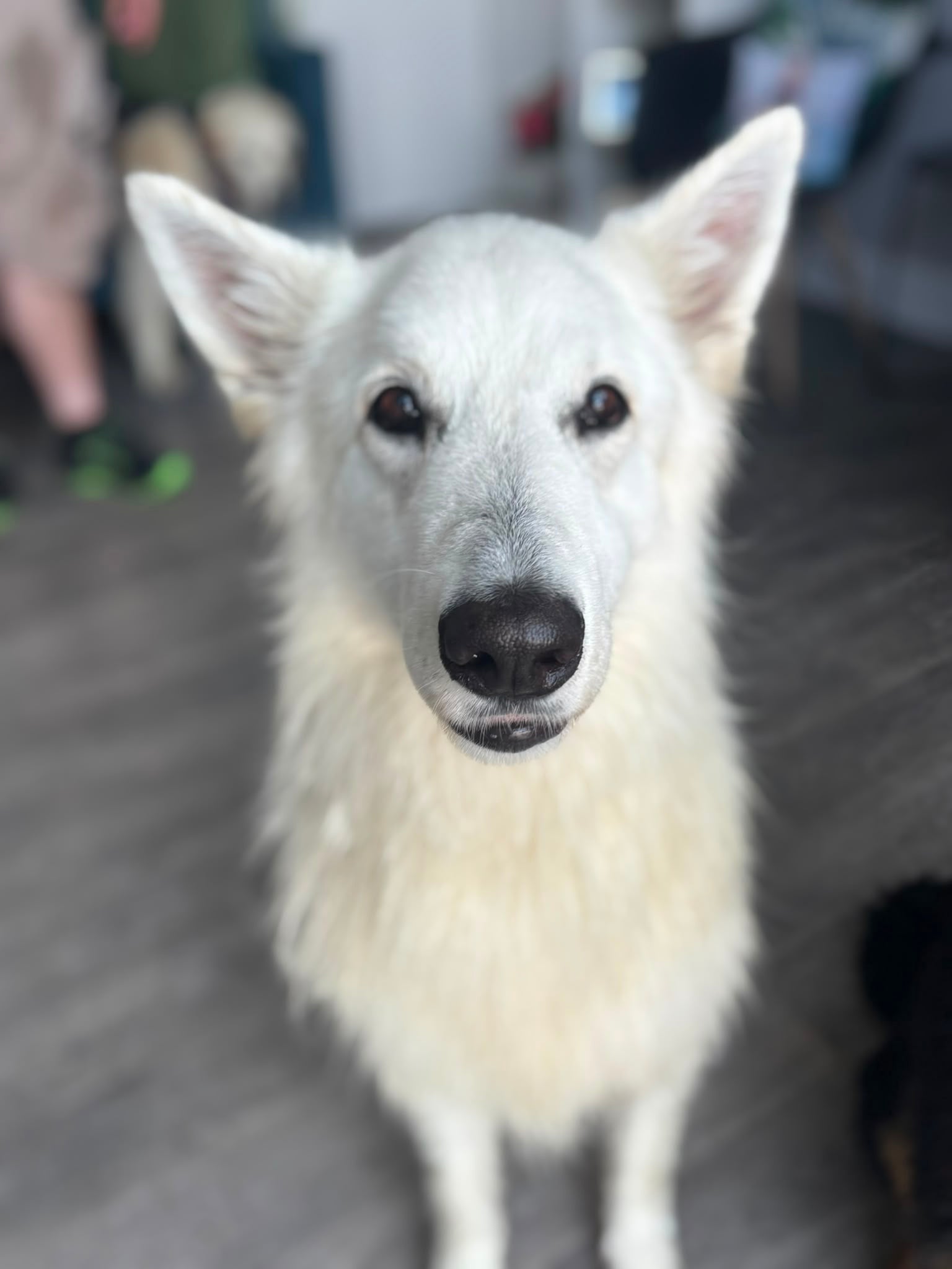 Dog attending The Canine Clinic for individual care
