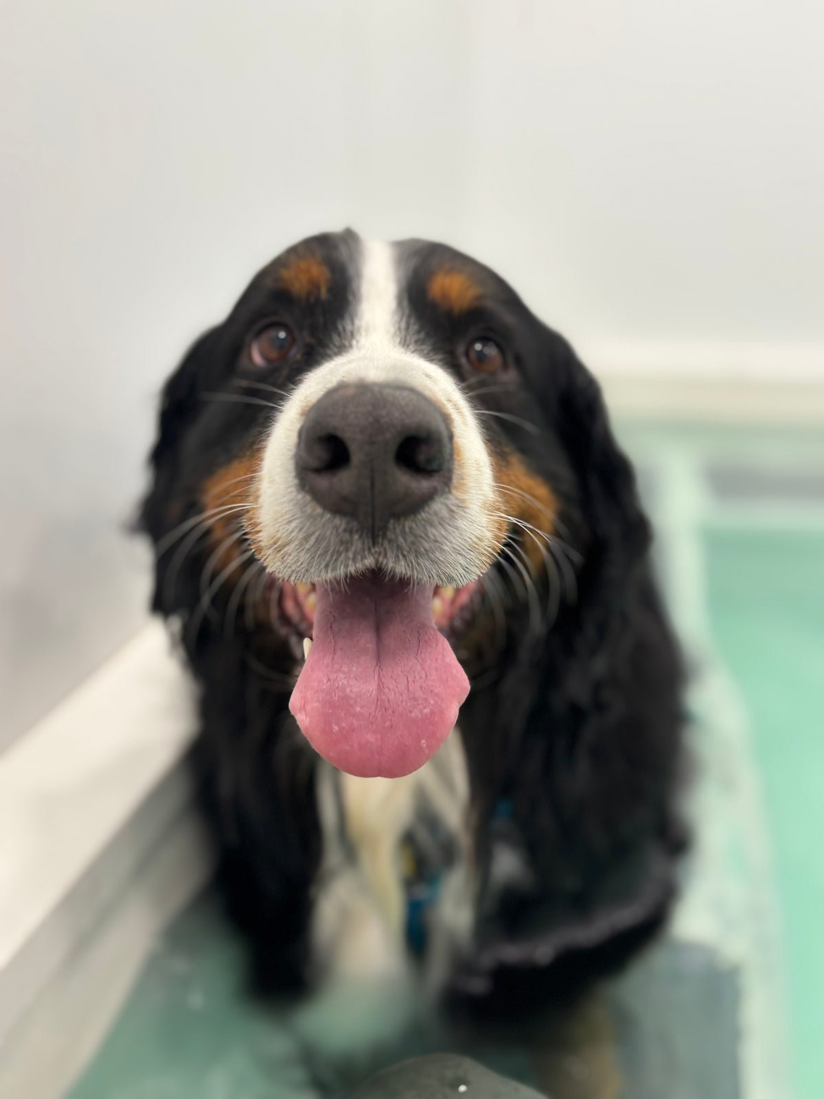 Happy Bernese Mountain Dog during a hydrotherapy session at The Canine Clinic in Cork