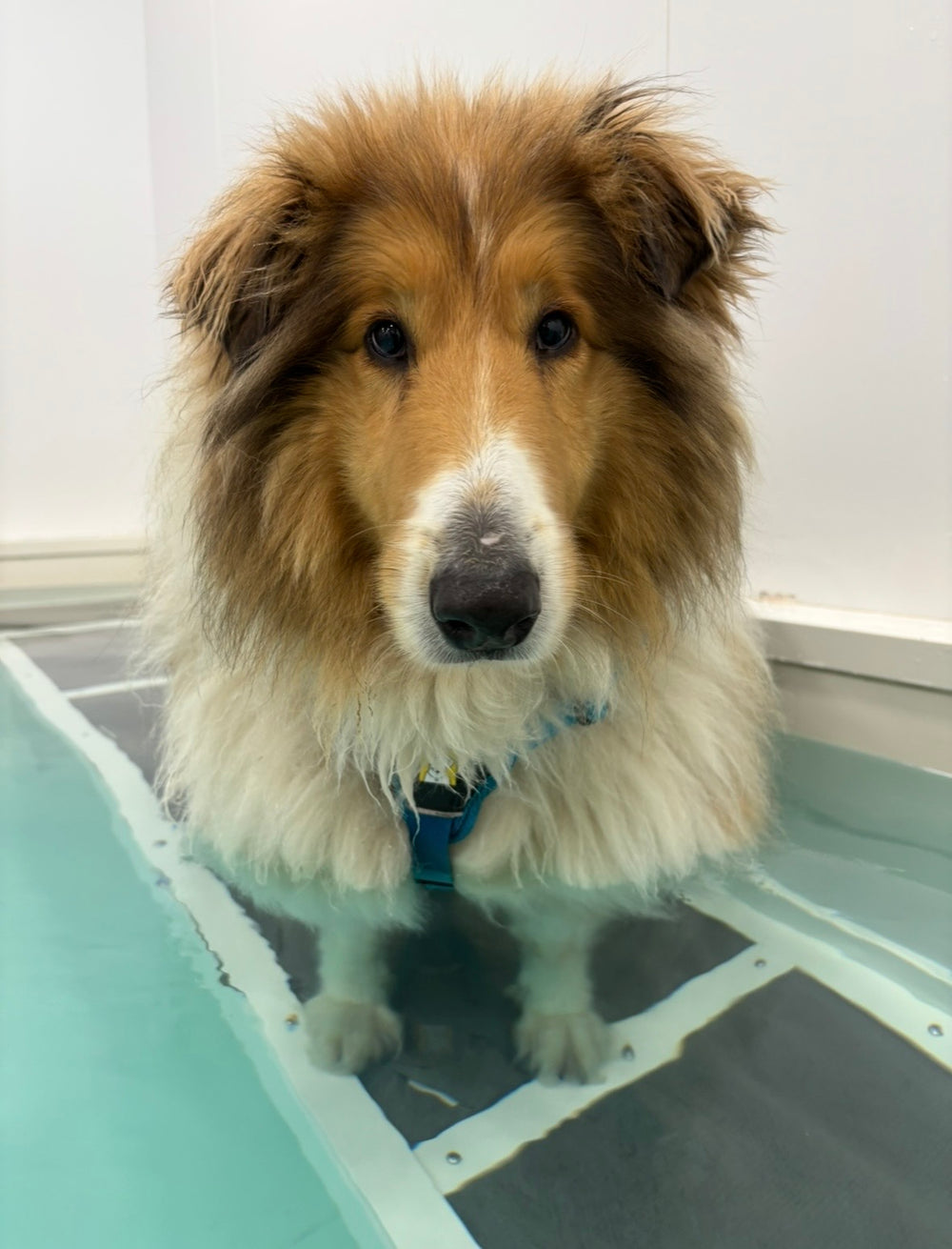 Hydrotherapy