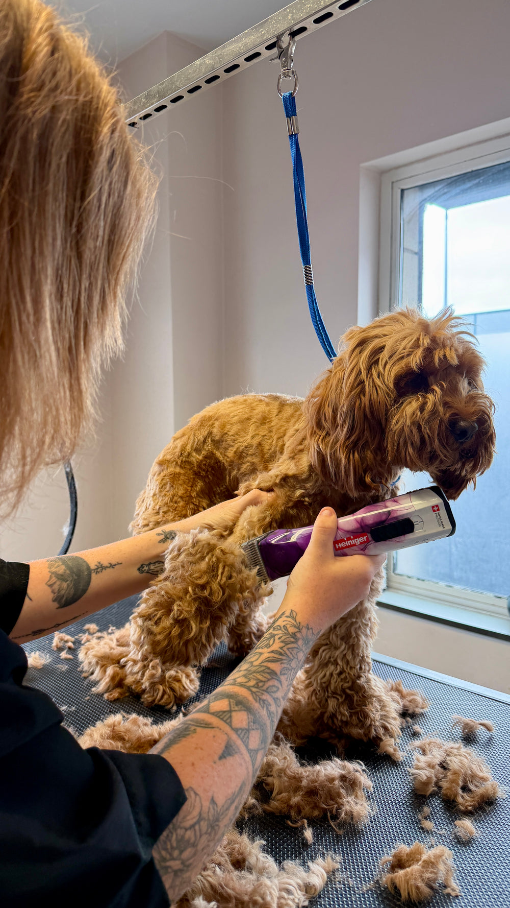 A dog receiving calm, one-to-one grooming at The Canine Clinic Dog Spa