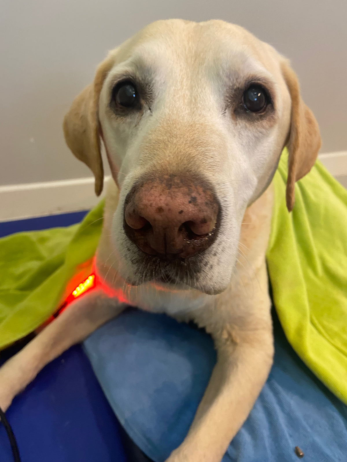 Dog receiving gentle laser therapy during a physiotherapy appointment at The Canine Clinic in Cork