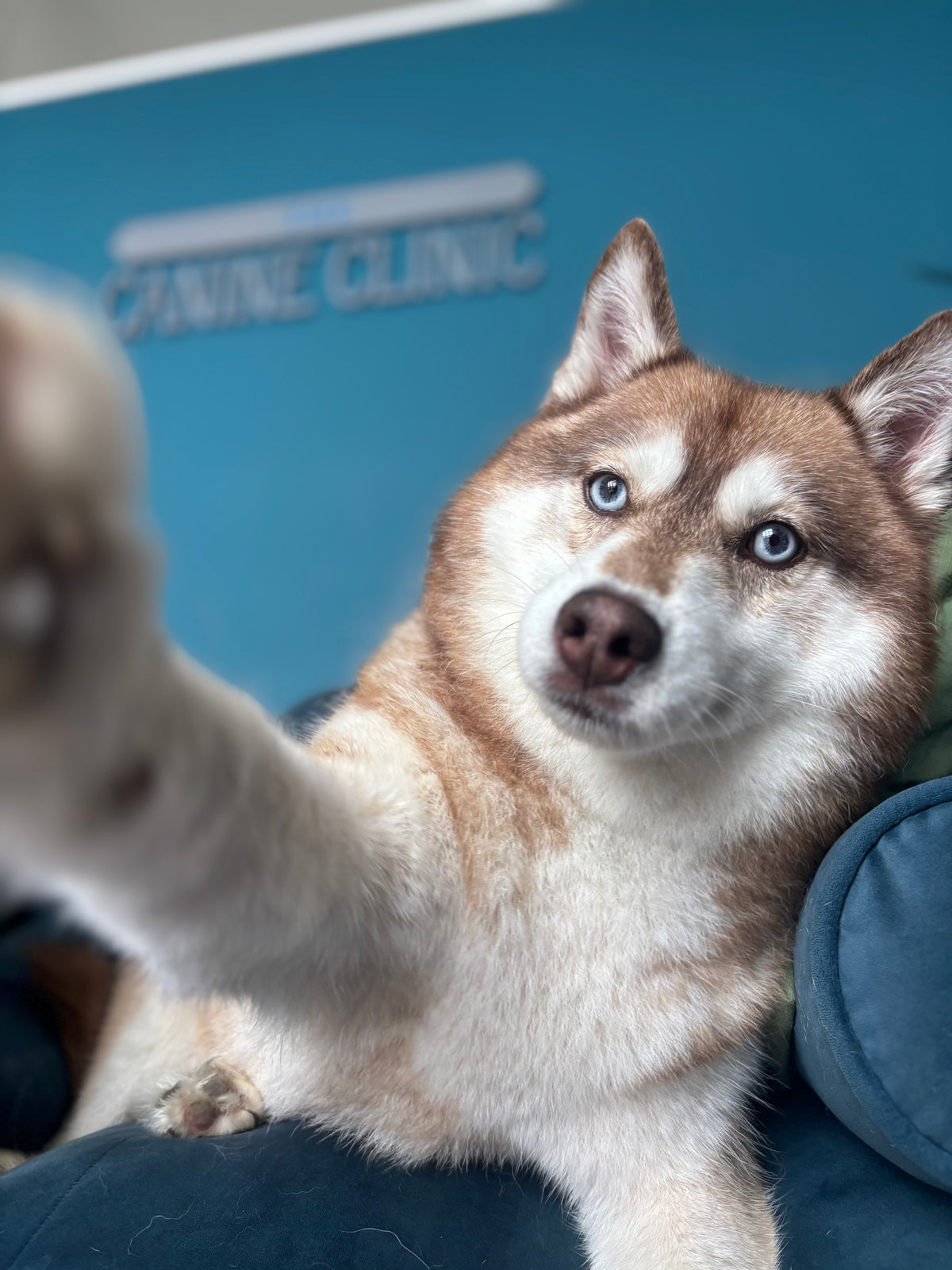 A relaxed dog at The Canine Clinic in Cork