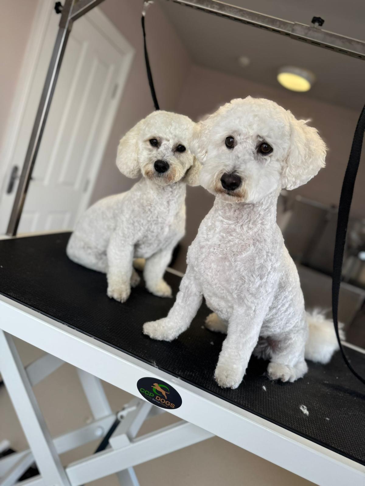 Two freshly groomed white dogs at The Canine Clinic Dog Spa in Cork