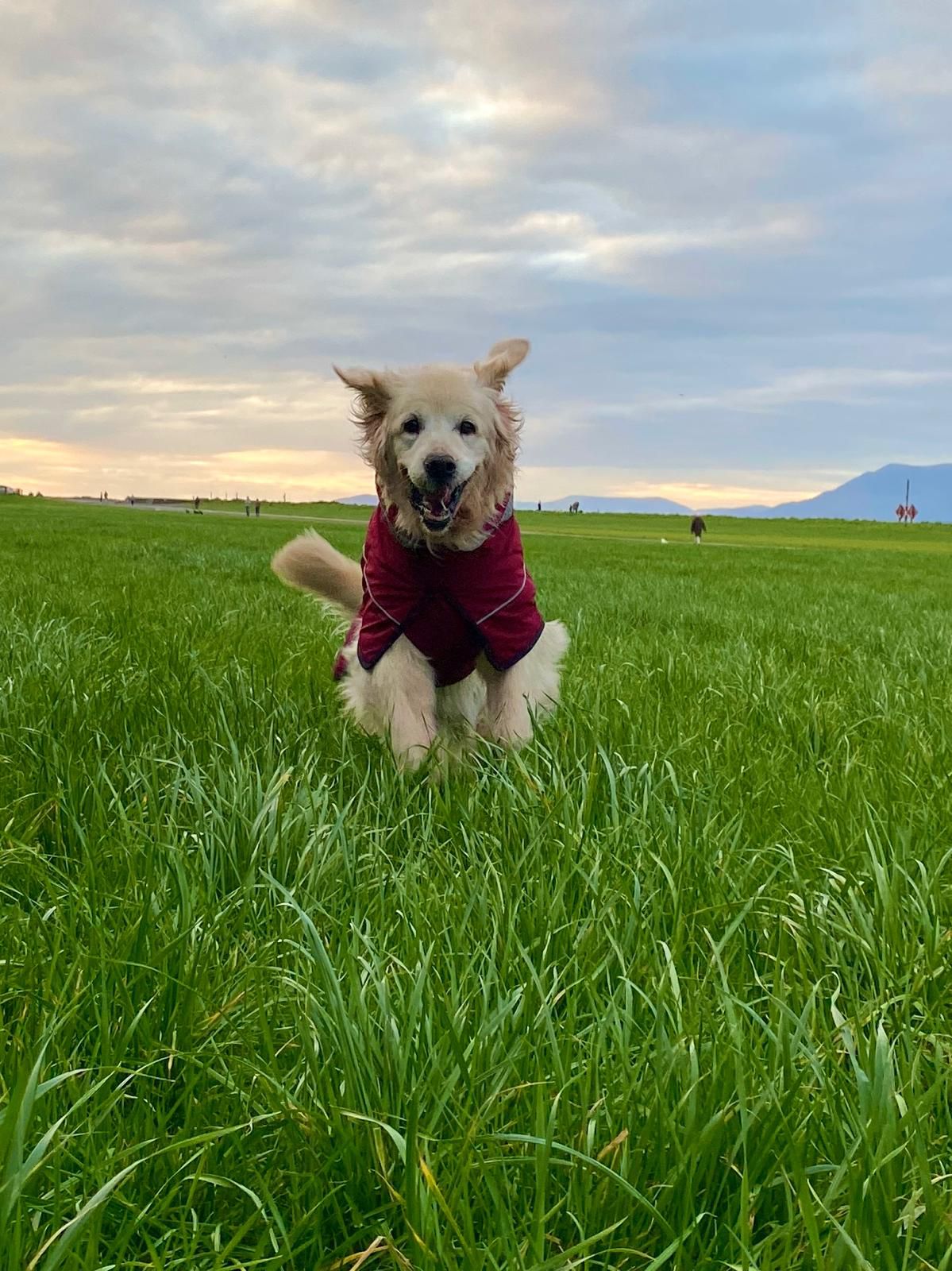 Golden retriever walking through green grass beneath a cloudy sky
