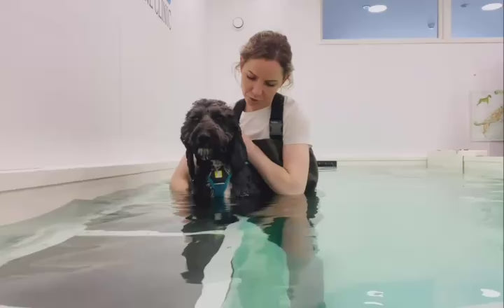 A dog receiving calm, individual care at The Canine Clinic