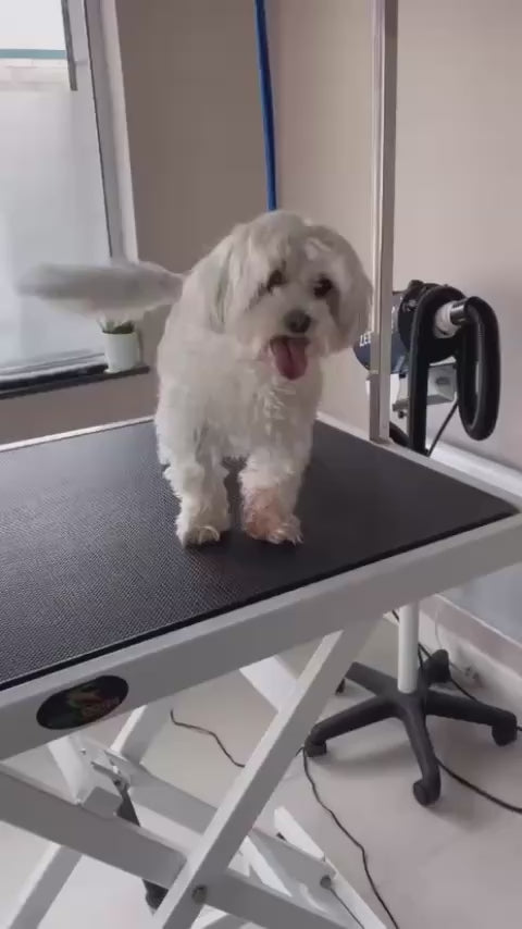 A dog receiving calm, one-to-one grooming at The Canine Clinic Dog Spa
