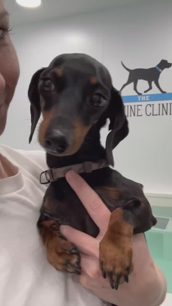 Dachshund receiving guided clinical hydrotherapy at The Canine Clinic