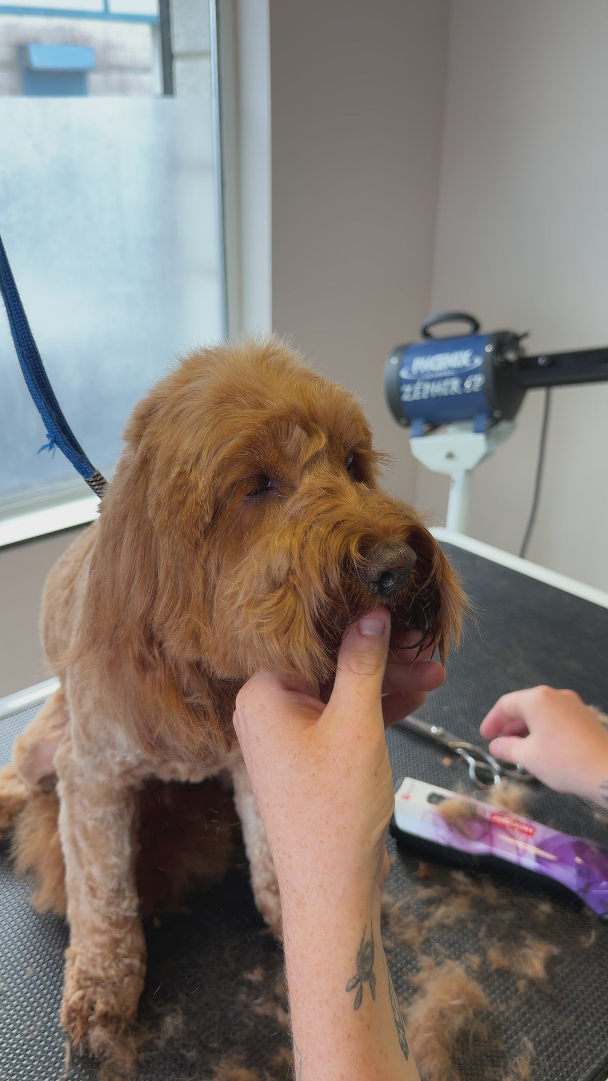 Calm one-to-one dog grooming session at The Canine Clinic Dog Spa in Cork