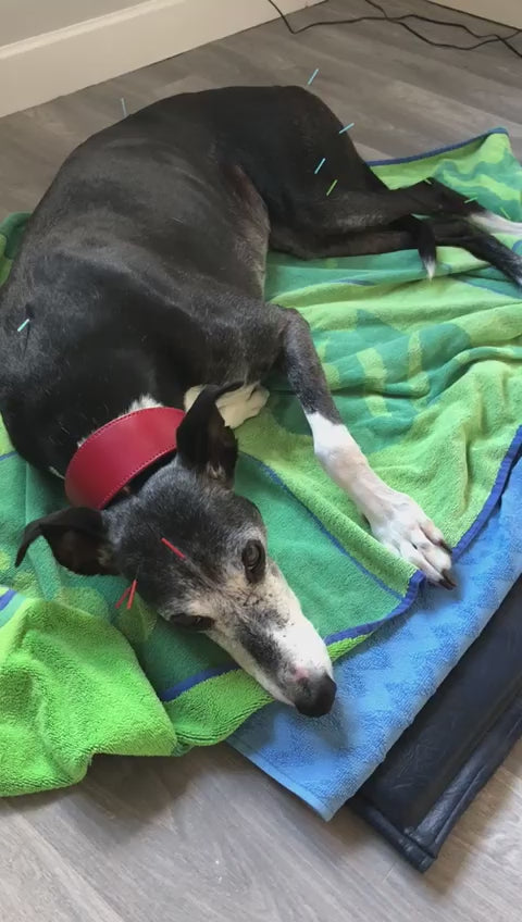 A dog receiving gentle acupuncture treatment at The Canine Clinic