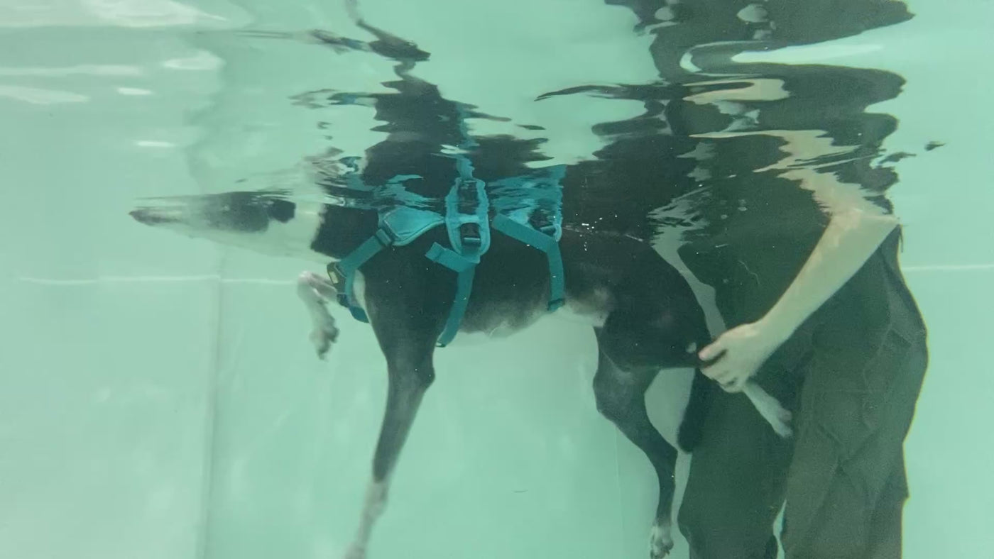 Canine hydrotherapist assisting a dog’s hindlimb to encourage purposeful movement in warm water