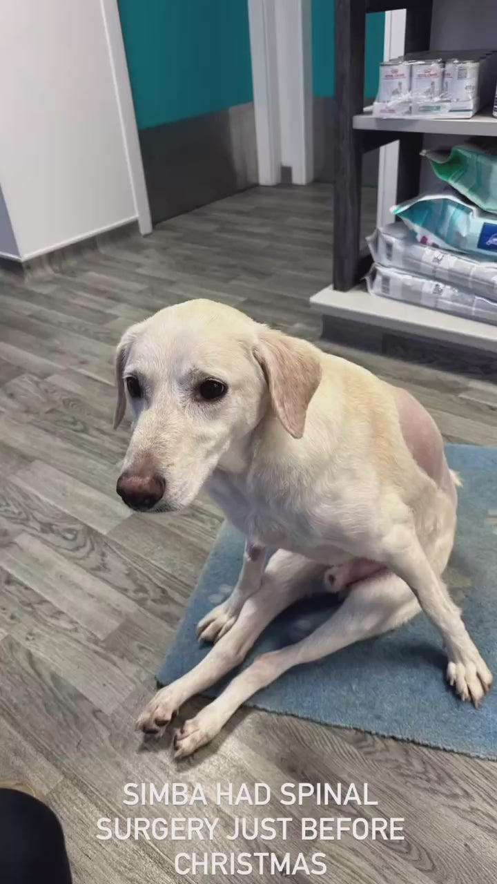 Simba's rehabilitation journey at The Canine Clinic