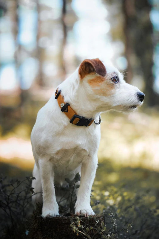 Sea to Summit Collar